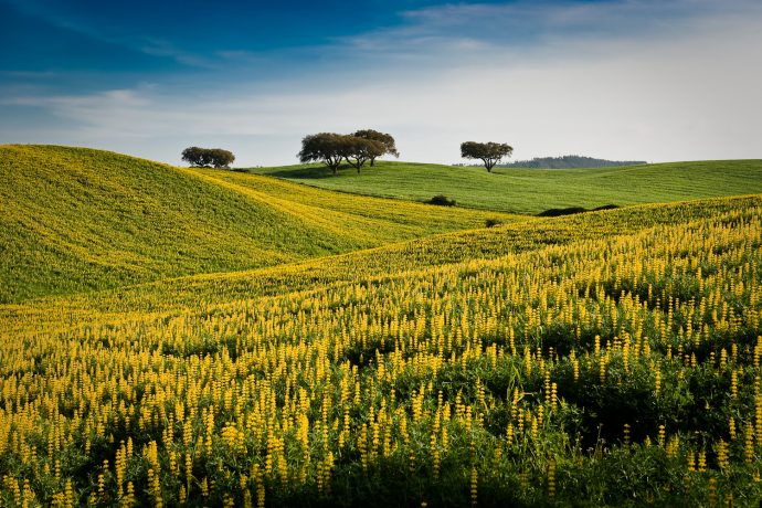 Alentejo 2